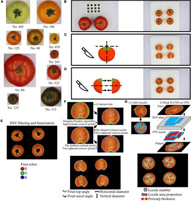 Quantitative Extraction and Evaluation of Tomato Fruit Phenotypes Based on Image Recognition